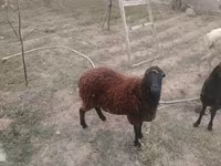 Oveja, Ovejas — foto 5