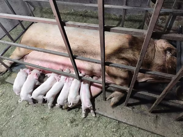 Schweine (Partie, Geschlecht nicht angegeben), Ландрас