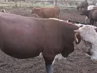 Bull, Kazakh White-headed cow — photo 8