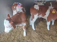 Bulle, Simmental cattle — Foto 2