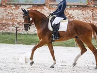 Айғыр, Friesian sport horse — 2-сурет