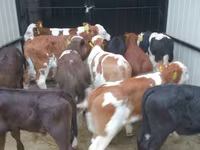 Cow, Cattle — photo 5