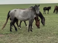 Yegua, Caballos — foto 3