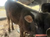 Toro, Ganado vacuno — foto 2