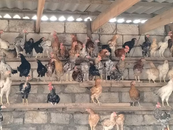 Chickens