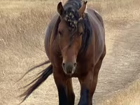 At, Kazakh horse — foto 1