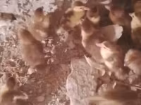 Ducks — 1-rasm