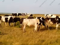 Bulle, Holstein-Rasse — Foto 7