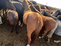 Stute, Kazakh horse — Foto 6
