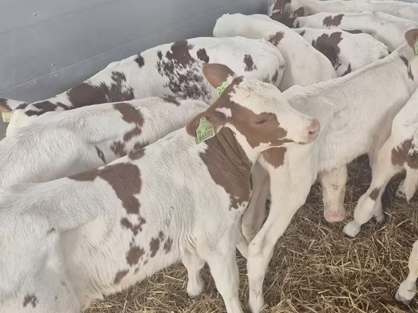 Bulle, Simmental cattle