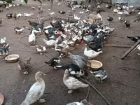 Hausente — Foto 5