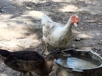 Ducks — Foto 1