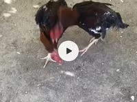 Chickens — फ़ोटो 5