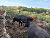 بقرة, Simmental cattle — الصورة 5