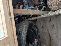 Жапон бентам — 1-сурет