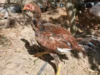 Chickens — الصورة 1