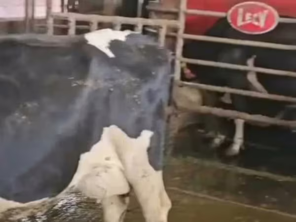 Cow, Holstein breed — Poland