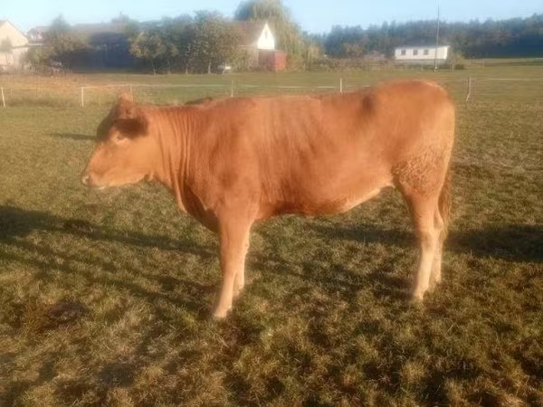 母牛, Limousin cow