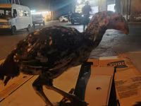 Chickens — الصورة 3