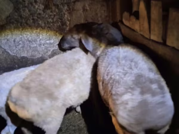 Вівця, Adal sheep