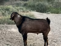 Taka, Nubian Goat — 2-rasm