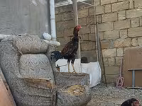 Chickens — 4-rasm