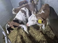 Bulle, Simmental cattle — Foto 1