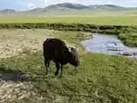 Бик, Велика рогата худоба — фото 6