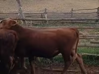 Kuh, Latvian Blue cattle — Foto 3