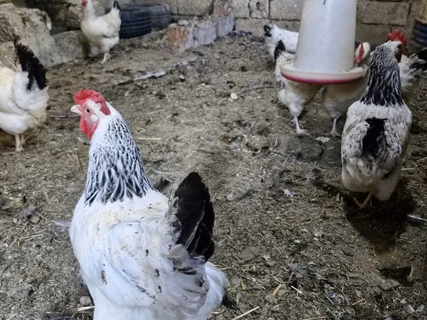 Chickens