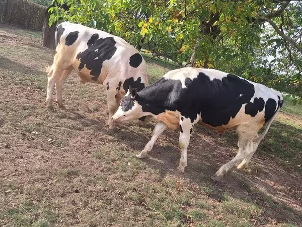 Бик, Russian Black pied cattle