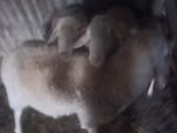 Qoʻchqor, Assaf sheep — 1-rasm