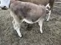 Rinder (Partie, Geschlecht nicht angegeben), Simmental cattle — Foto 5