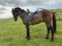 At, Azerbaijan horse — foto 2