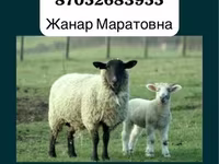 Widder, Gorkov sheep — Foto 2