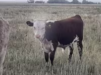 Qoramol (partiya, jinsi ko‘rsatilmagan), Simmental cattle — 6-rasm