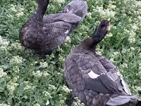 Ducks — 8-сурет