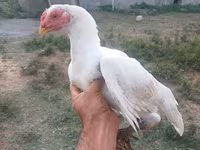 Chickens — الصورة 4