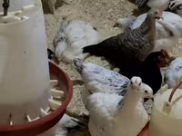 Chickens — Foto 2
