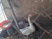 Geese — फ़ोटो 6