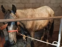 घोड़ा, Horse breed — फ़ोटो 4