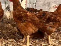 Chickens — Foto 2