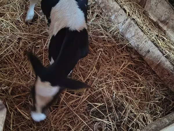 Vaca, Russian Black pied cattle