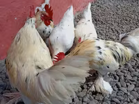 Chickens — Foto 2