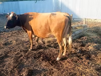 Cow, Cattle — photo 2