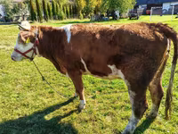 母牛, Cattle — 照片 4
