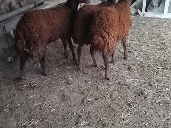 Carnero, Ovejas