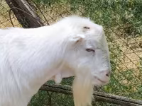 Козел, LaMancha goats — фото 1