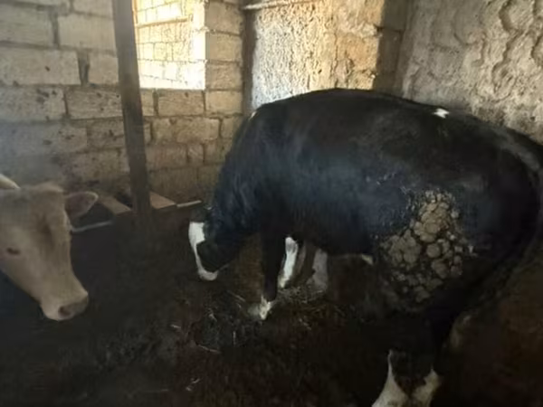 सांड, लाल-धब्बेदार नस्ल