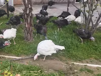 Turkeys — Foto 2